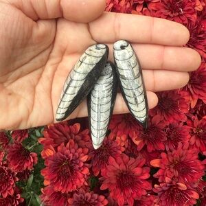 Fossil Orthocera stones (3 pc)